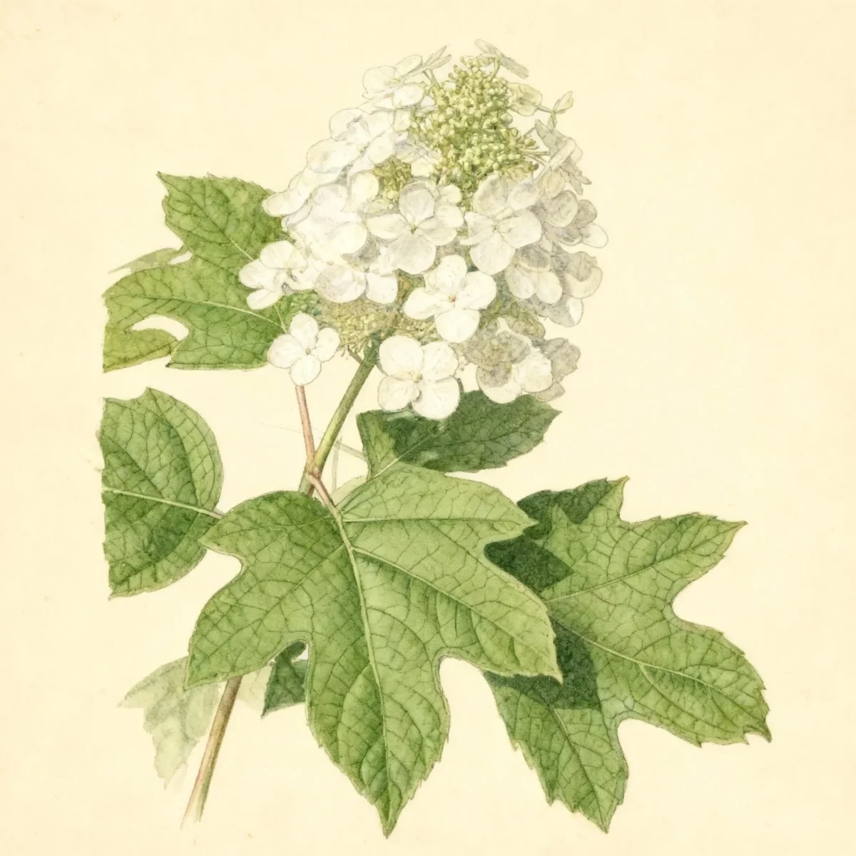 Oakleaf hydrangea