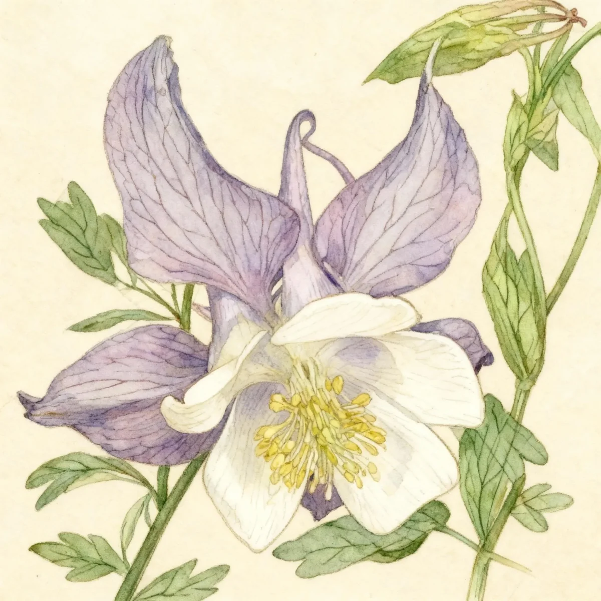 Columbine (Aquilegia 'Spezialrasse')