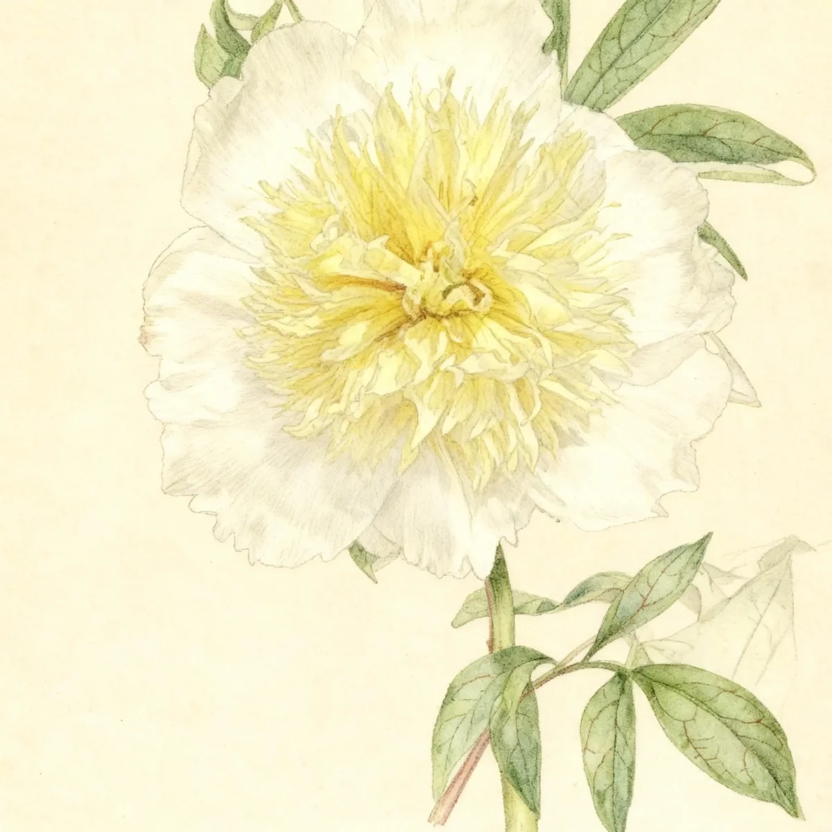 Peony