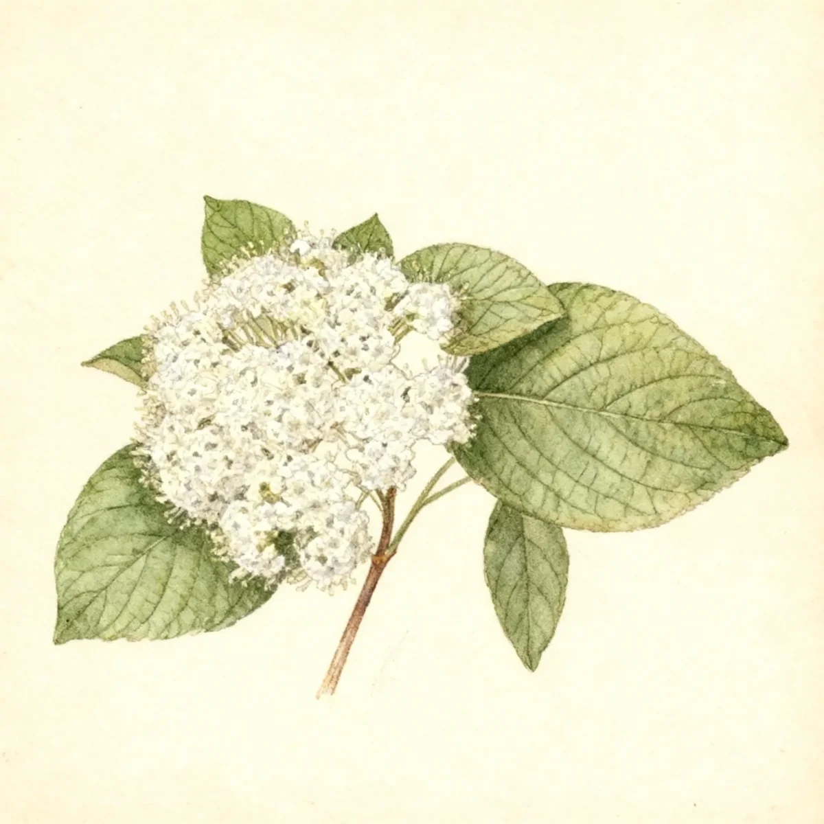 Wayfaringtree viburnum (Viburnum lantana 'Mohican')