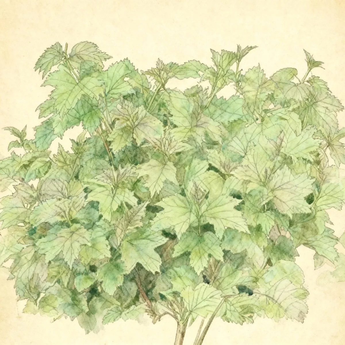 European cranberrybush (Viburnum opulus 'Nanum')