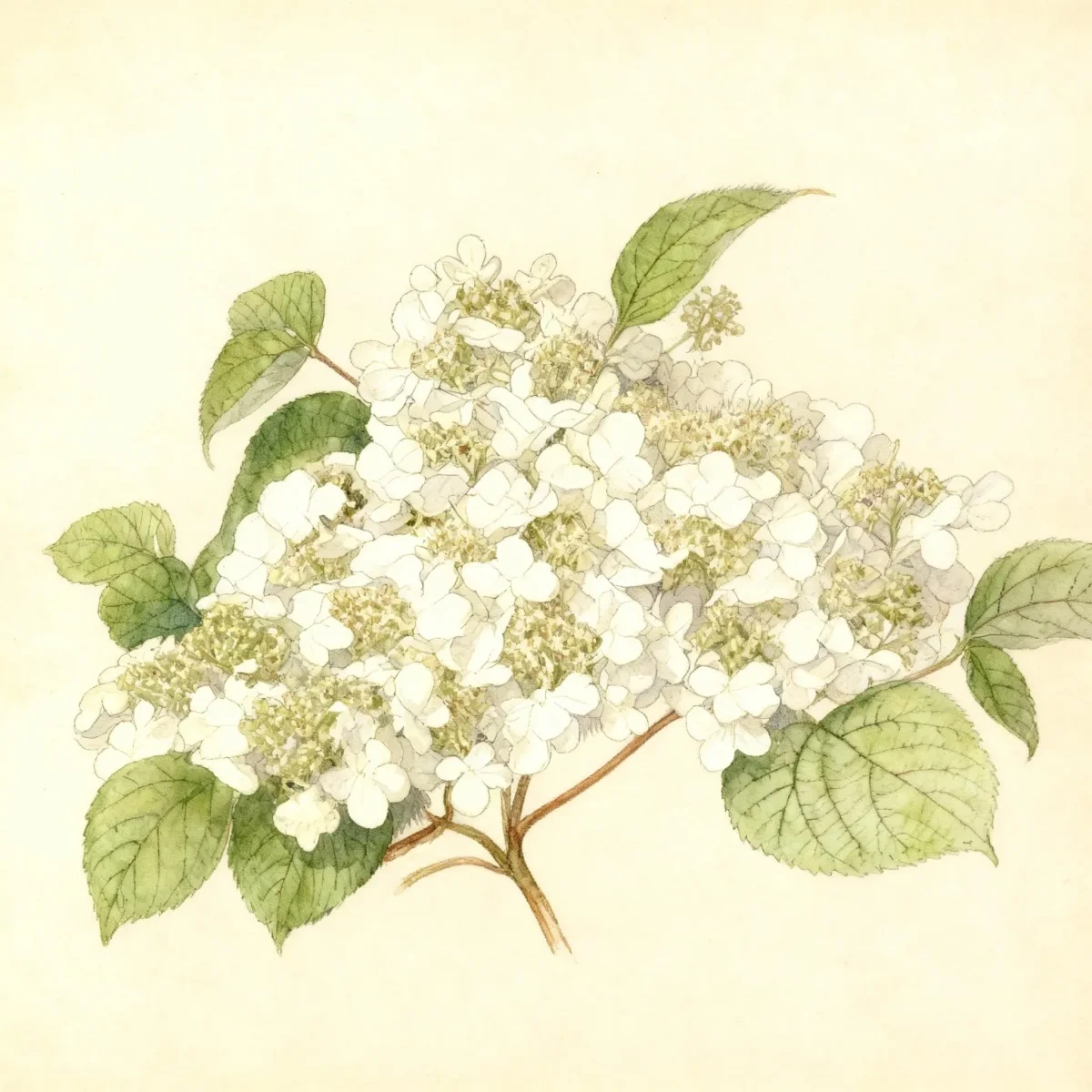 Doublefile viburnum (Viburnum plicatum f. tomentosum 'Shasta')
