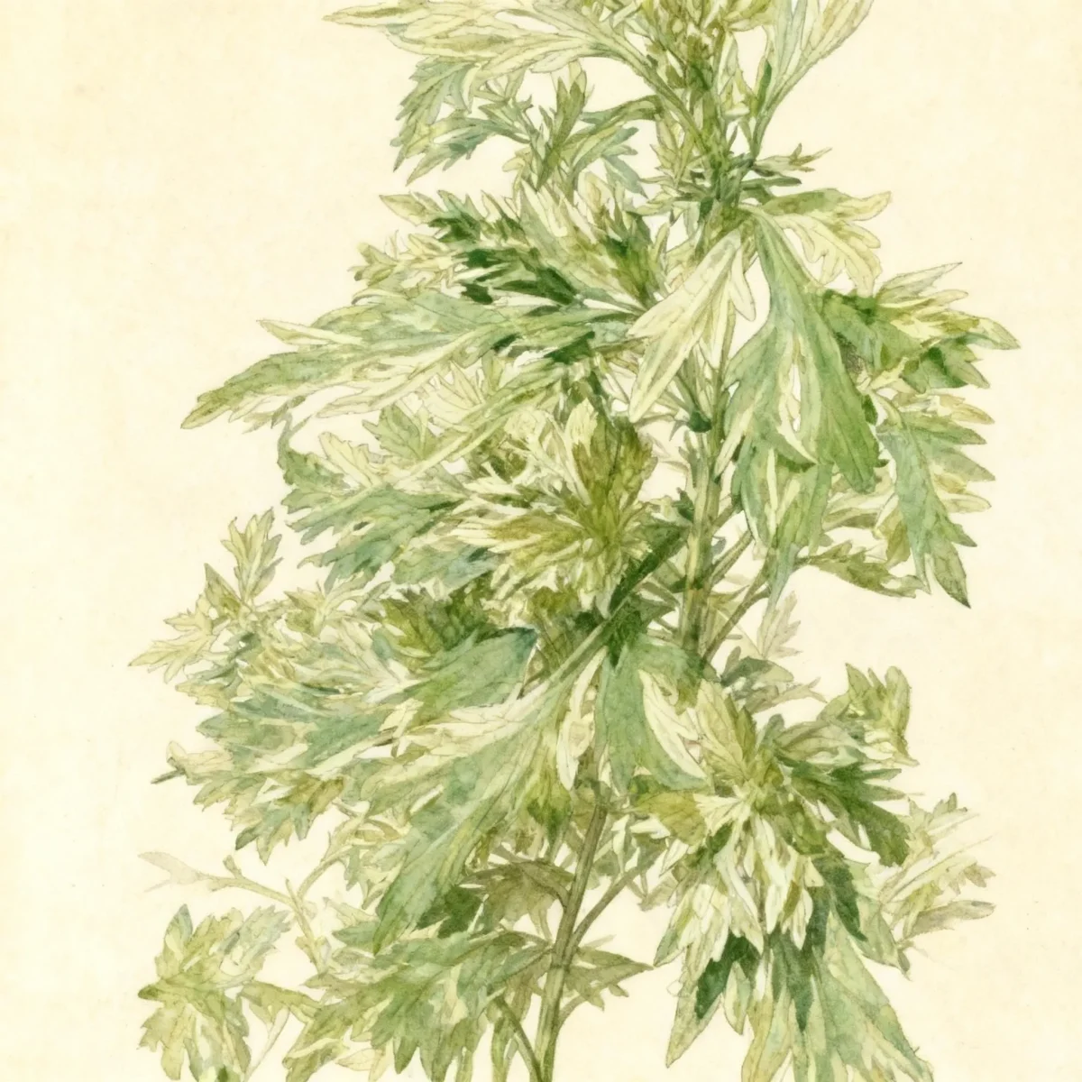 Wormwood (Artemisia vulgaris 'Janlim' ORIENTAL LIMELIGHT)