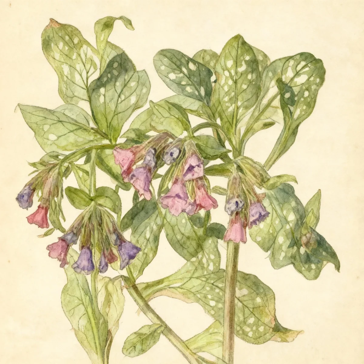 Lungwort