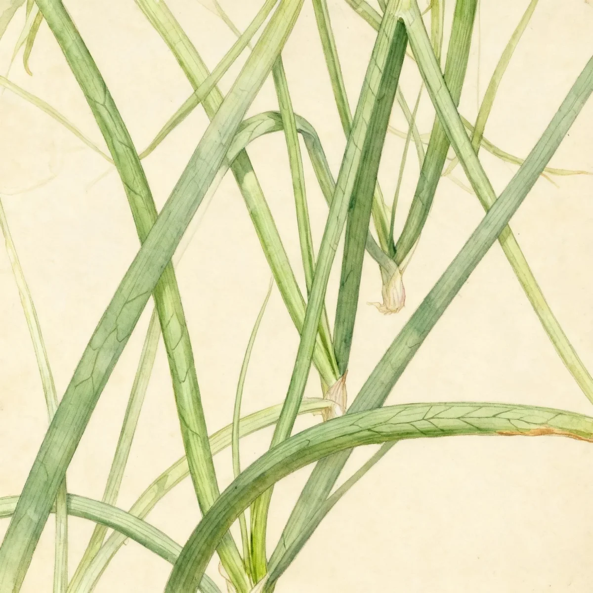 Scallion (Allium fistulosum)
