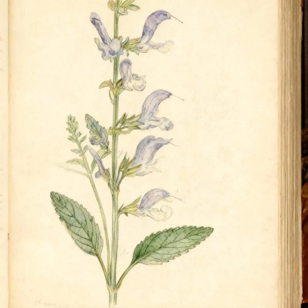 Sage (Salvia transsylvanica 'Blue Cloud')
