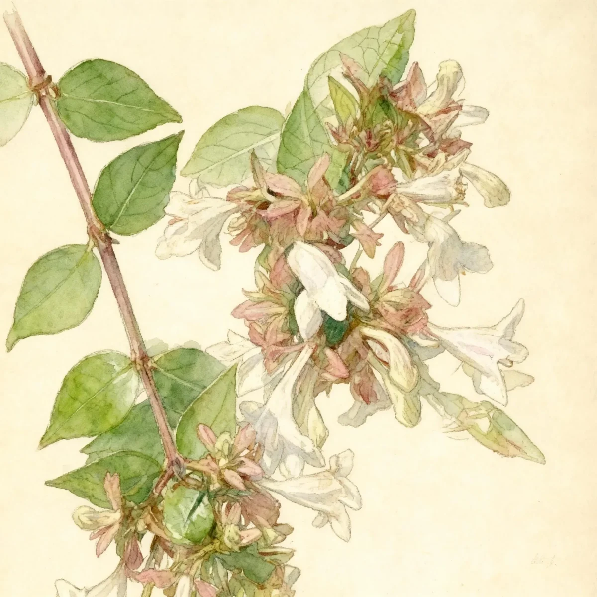 Abelia