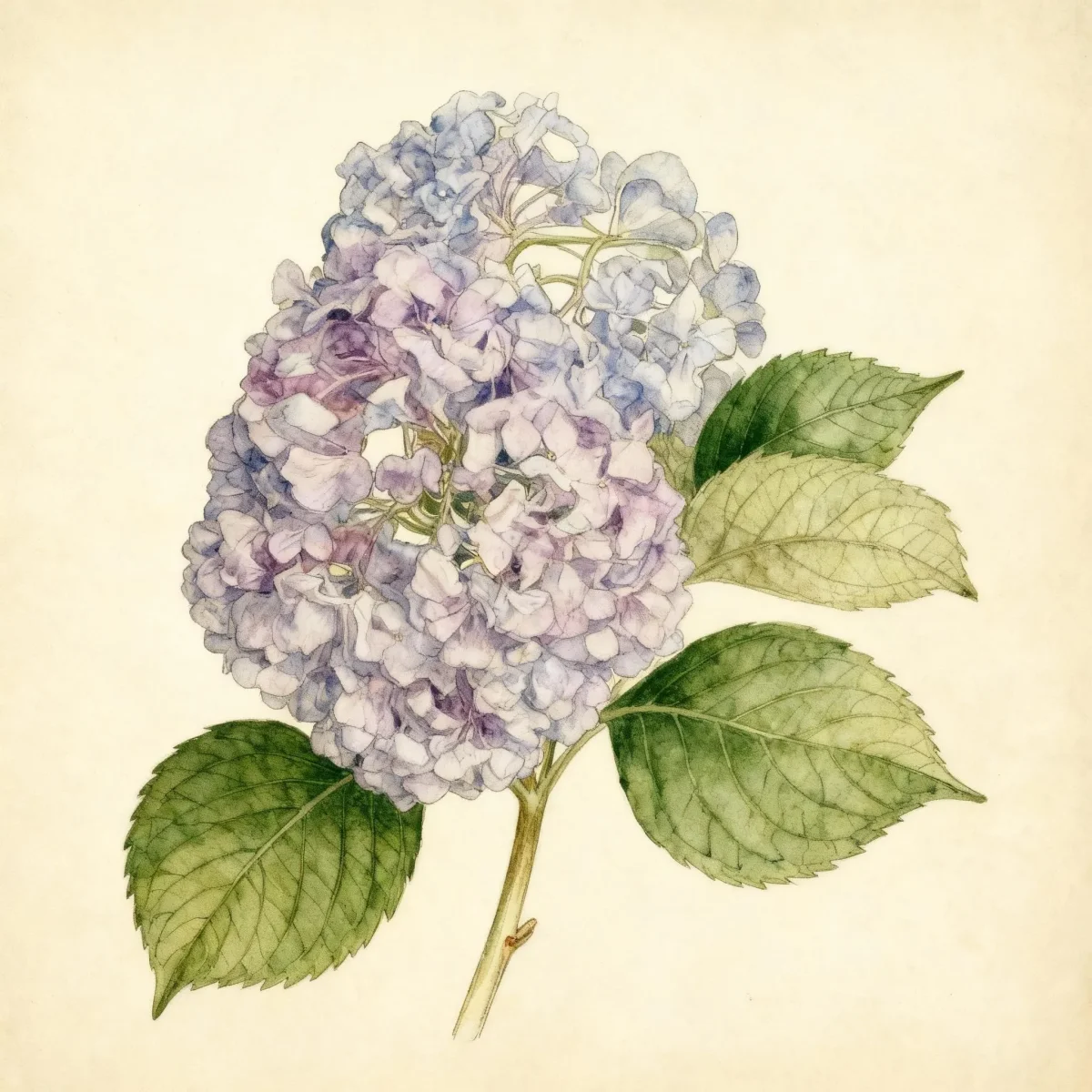 Bigleaf hydrangea
