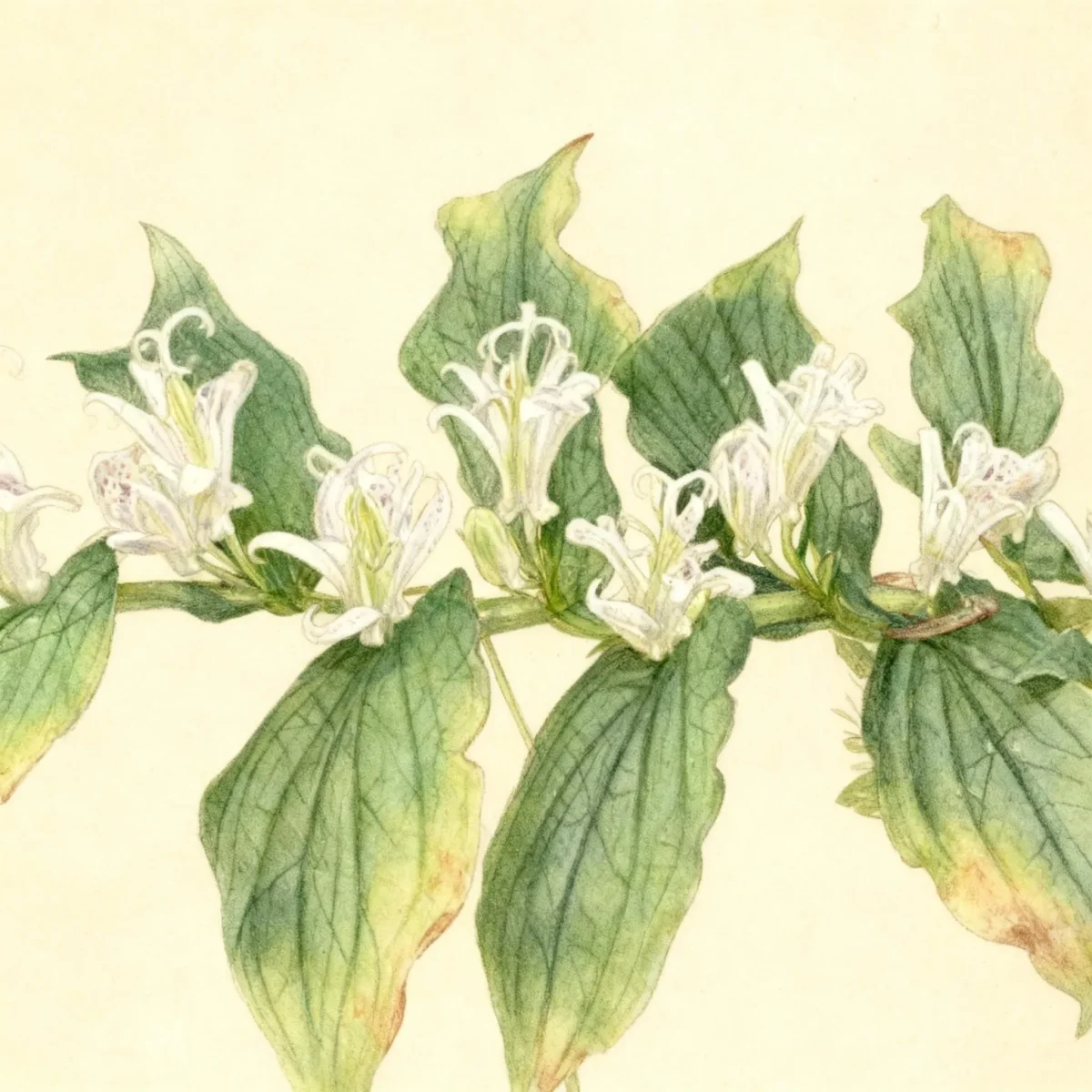 Toad lily (Tricyrtis 'Shirohototogisu')