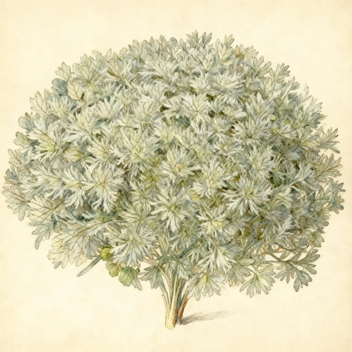 Silvermound artemisia