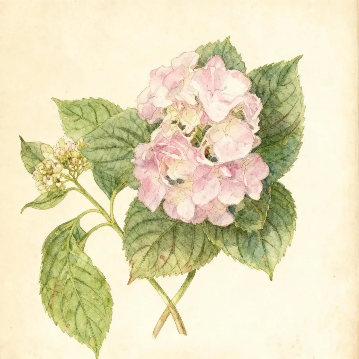 Bigleaf hydrangea