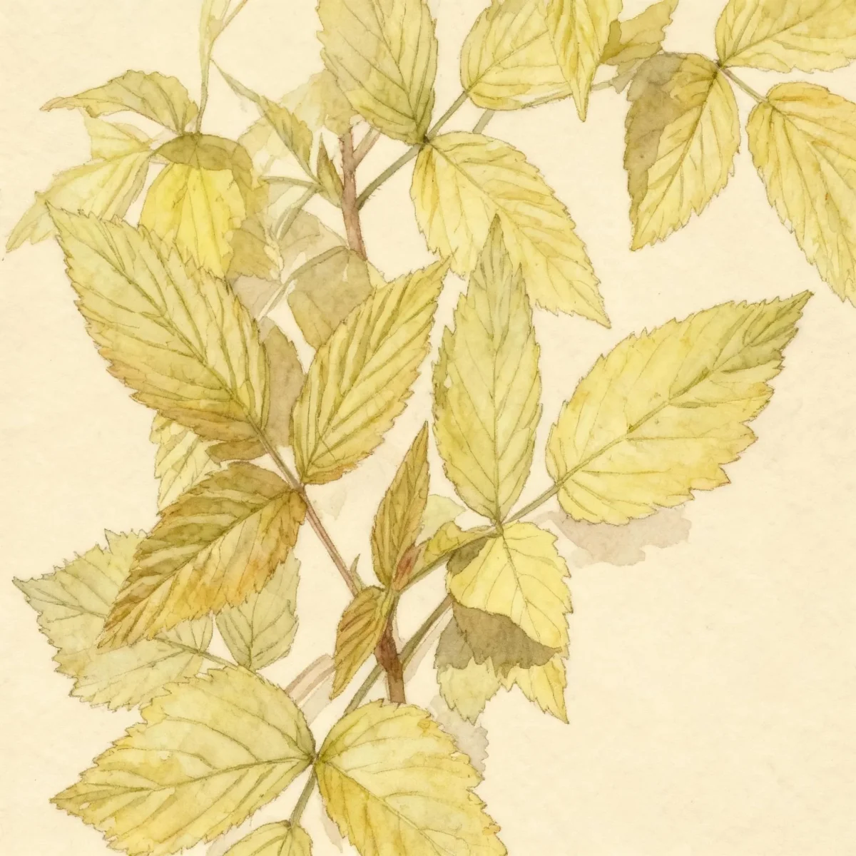 Raspberry (Rubus idaeus 'Aureus')