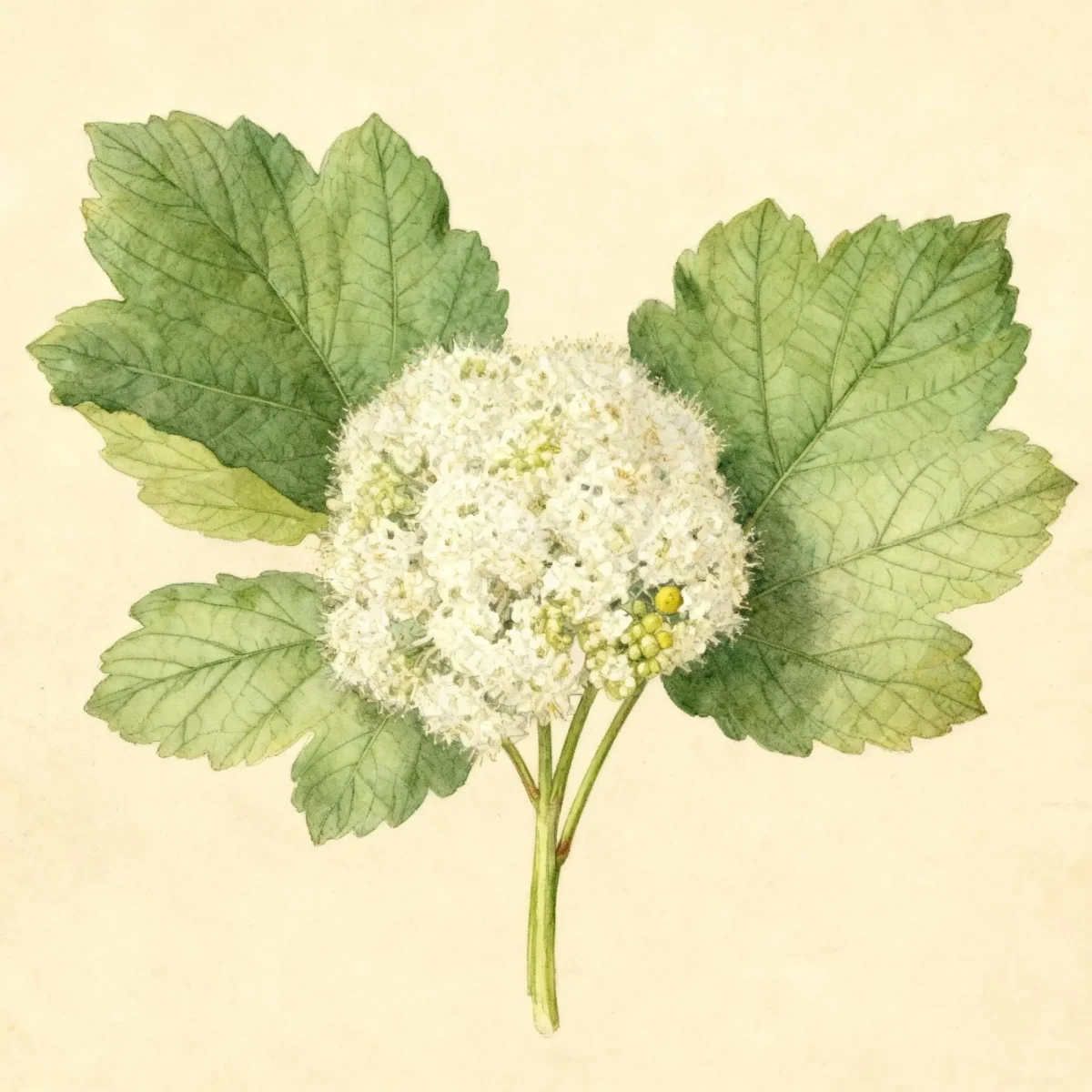 Linden viburnum (Viburnum dilatatum 'Asian Beauty')