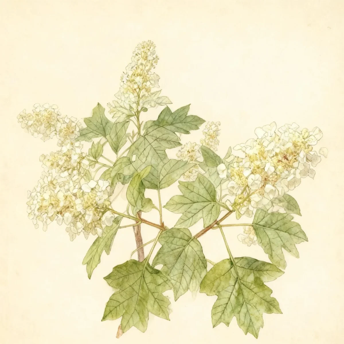 Oakleaf hydrangea