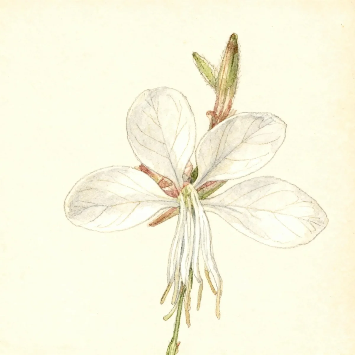 Gaura (Gaura lindheimeri 'Nugauwhite' KARALEE WHITE)