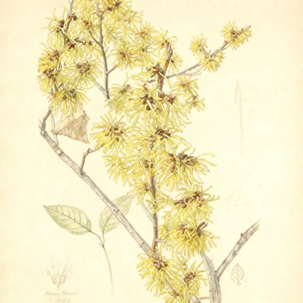 Witch hazel