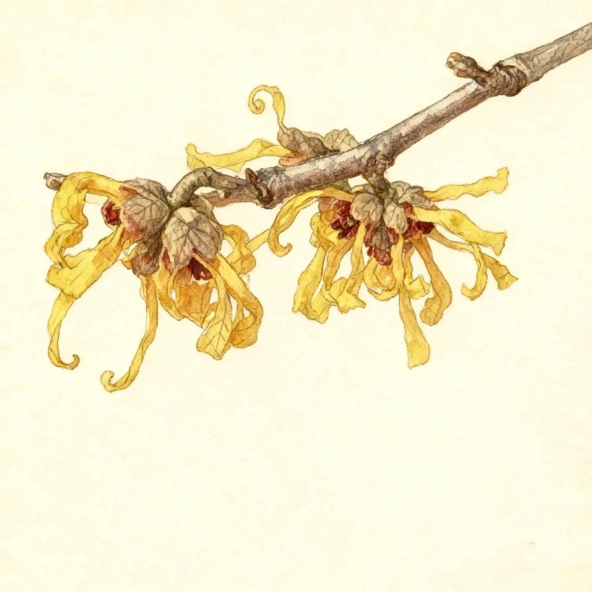 Witch hazel