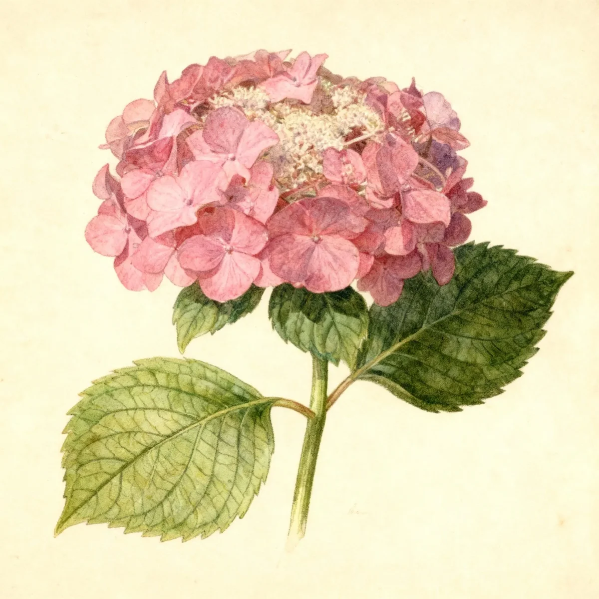 Bigleaf hydrangea