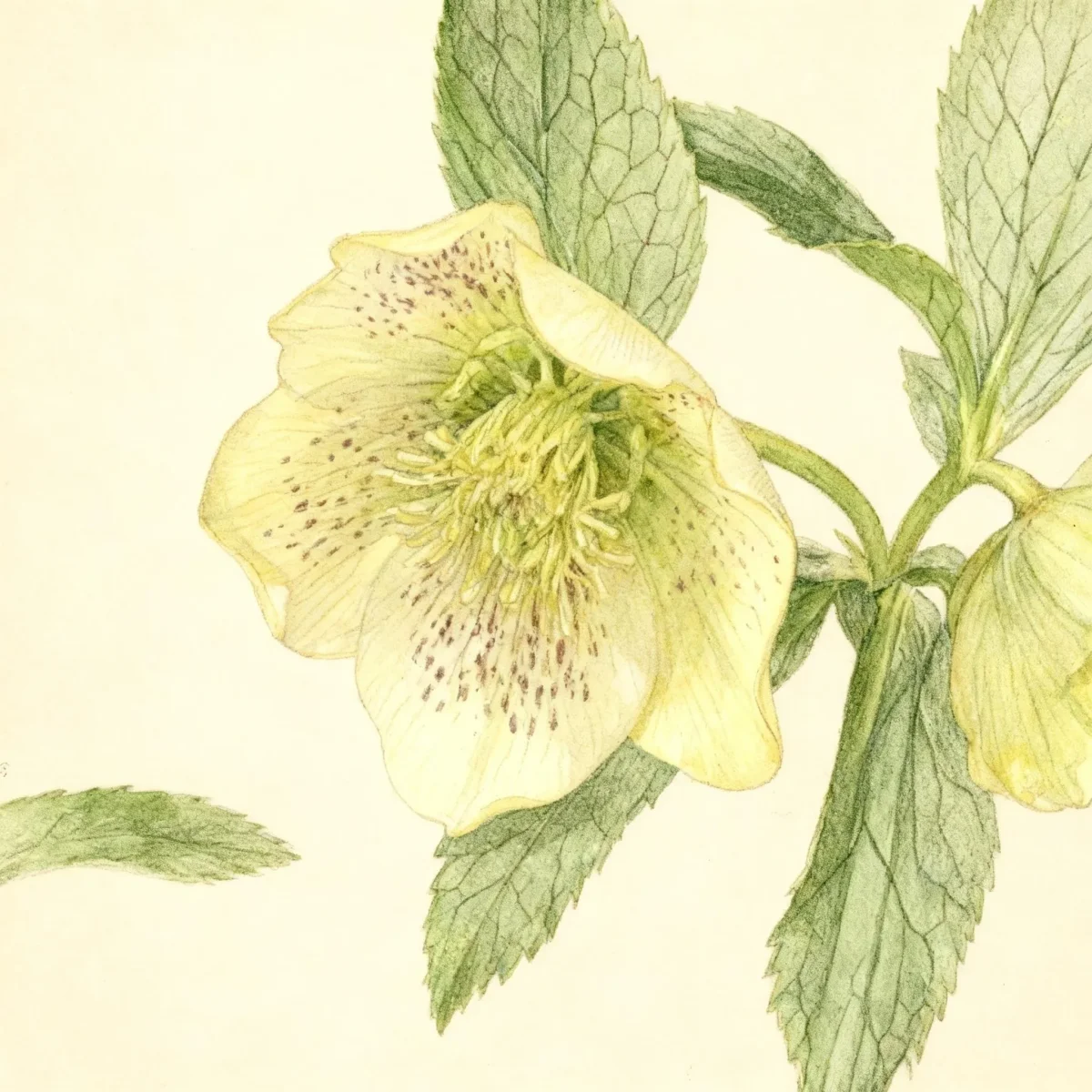 Hellebore