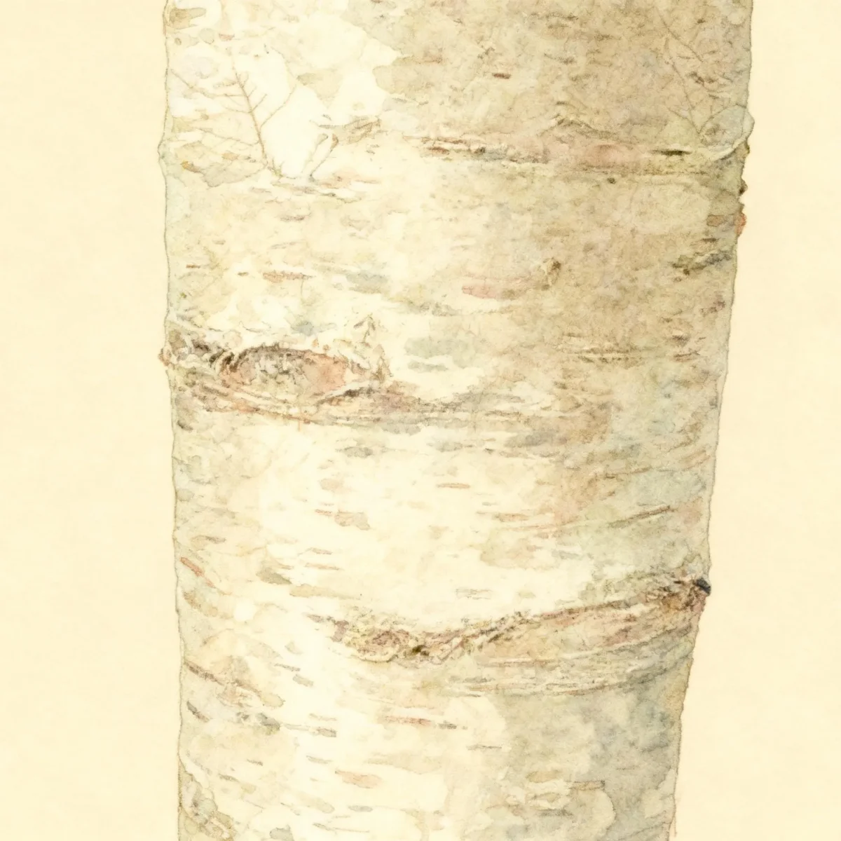 Freeman maple (Acer × freemanii 'Marmo')