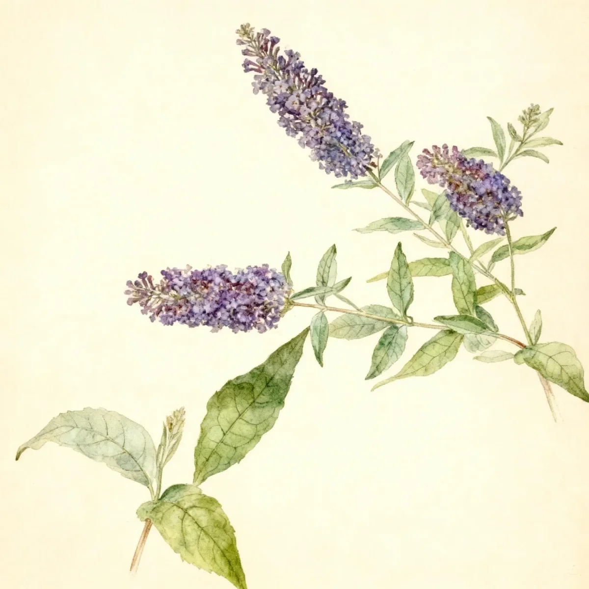 Butterfly bush