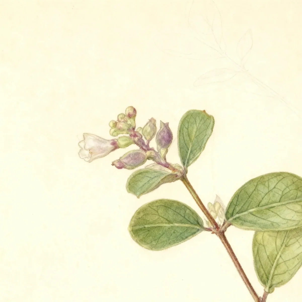 Coral berry (Symphoricarpos × doorenbosii 'Kordes' AMETHYST)