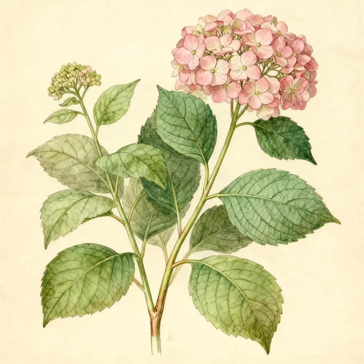 Bigleaf hydrangea