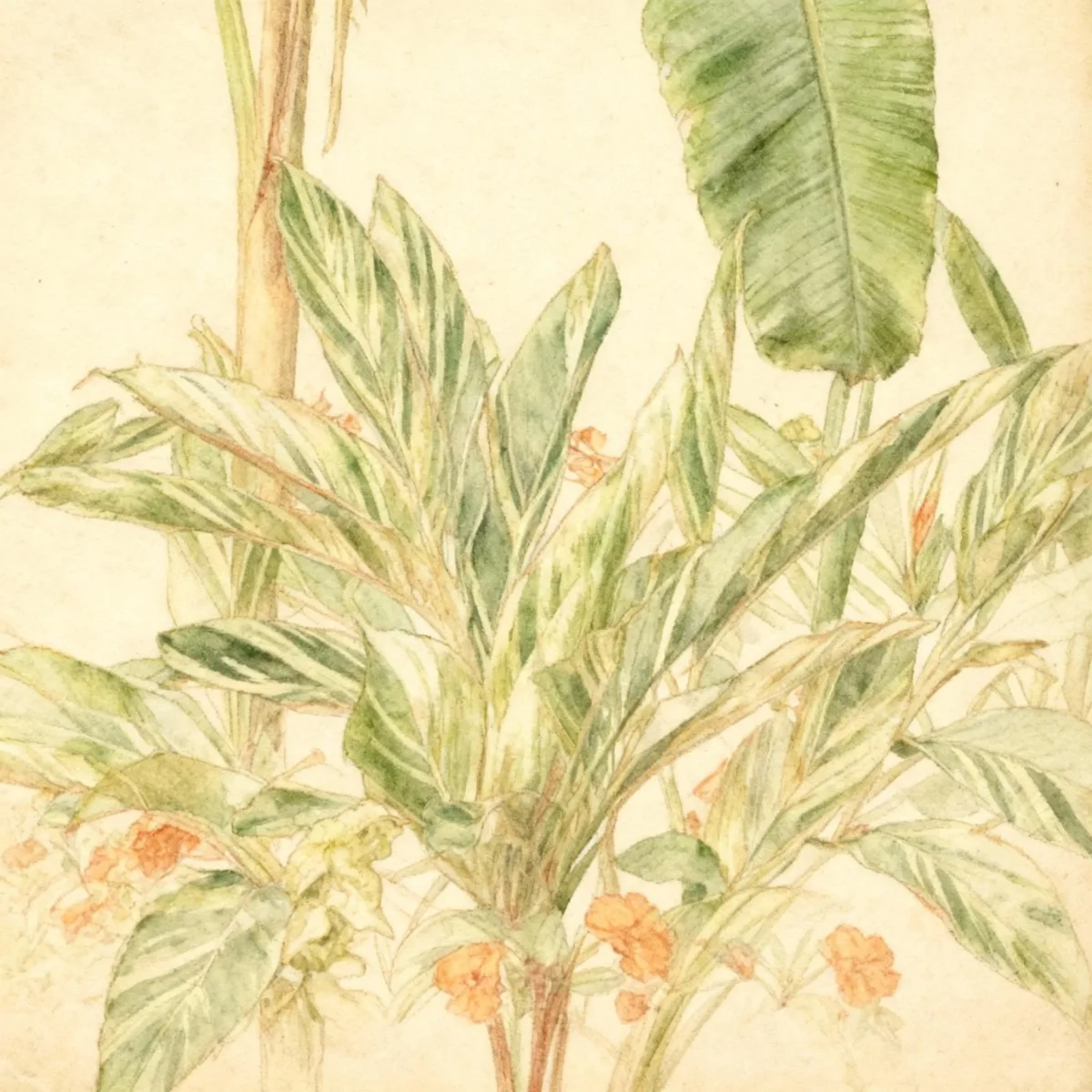 Shell ginger (Alpinia zerumbet 'Variegata')