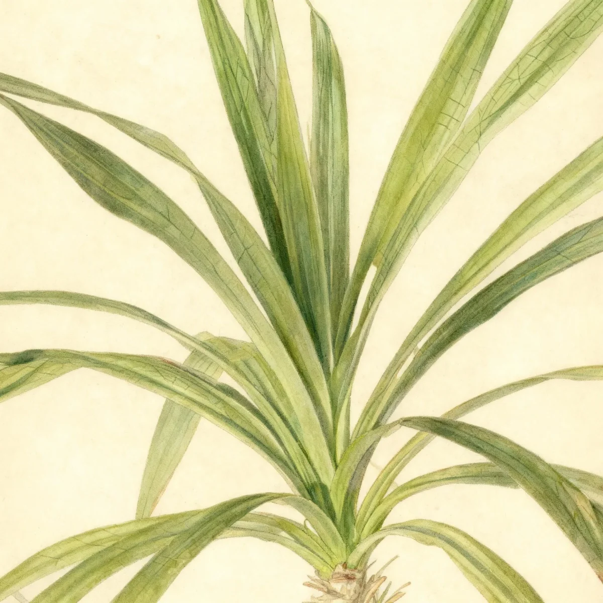 Screw pine (Pandanus tectorius 'Veitchii')