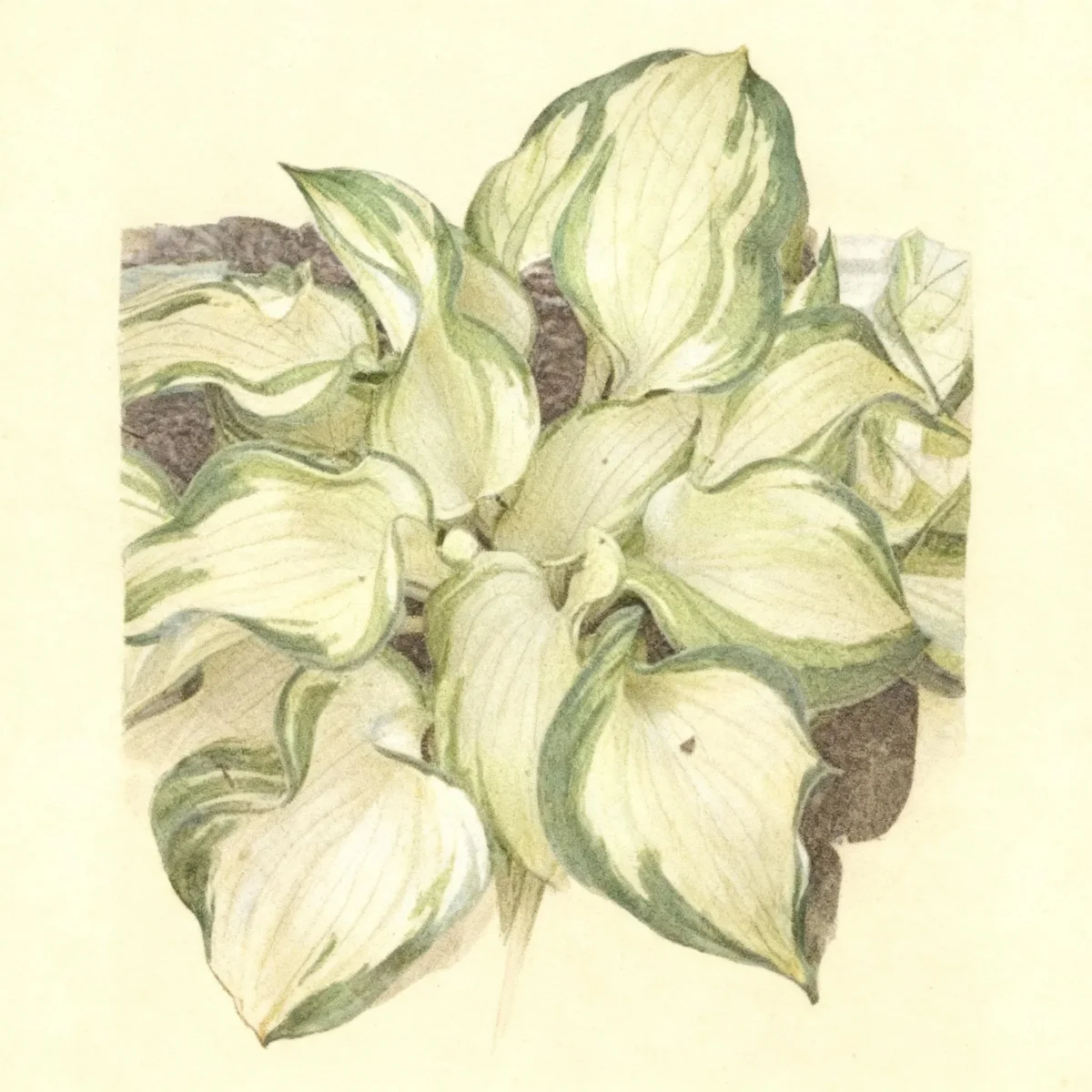 Hosta