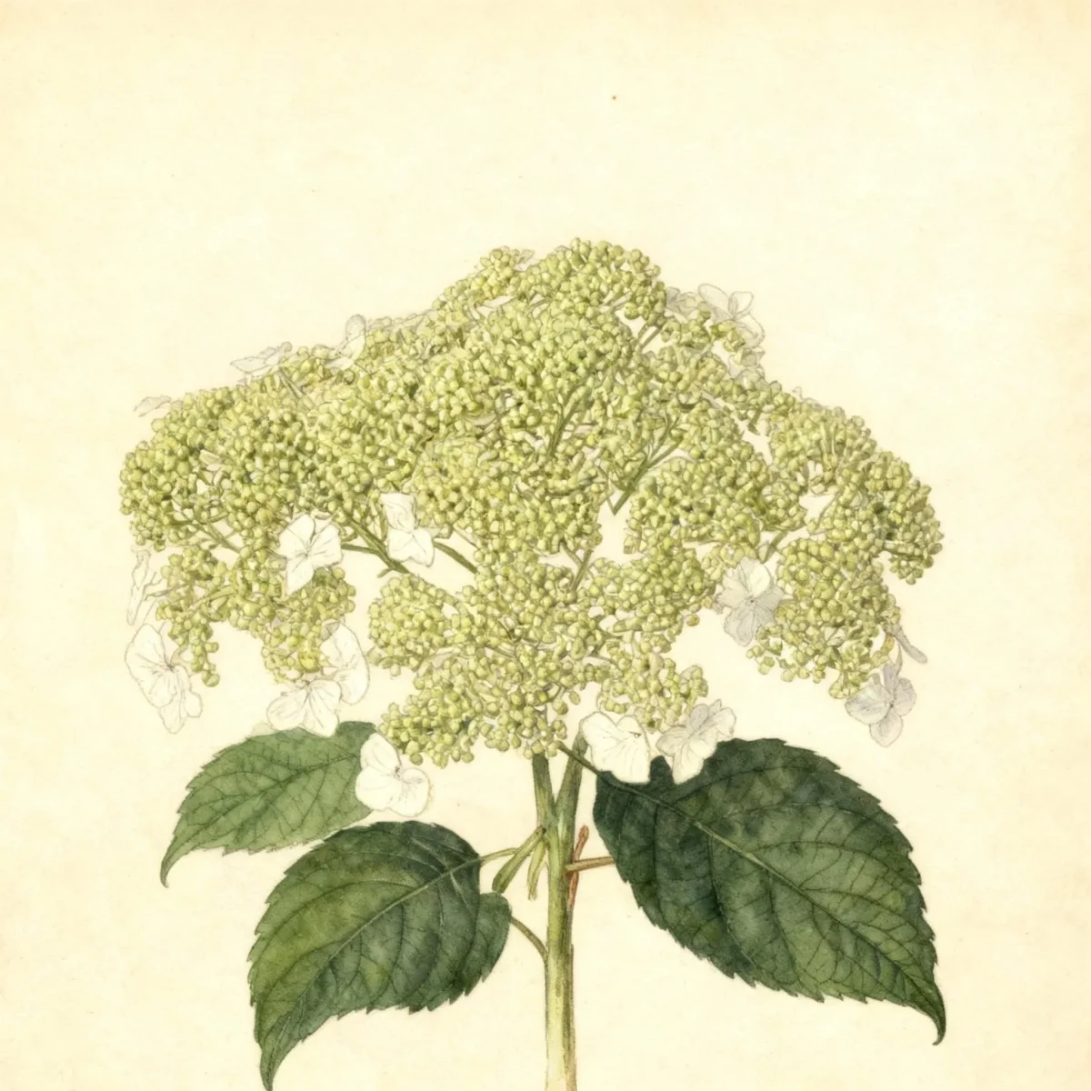 Smooth hydrangea (Hydrangea arborescens 'Dardom' WHITE DOME)