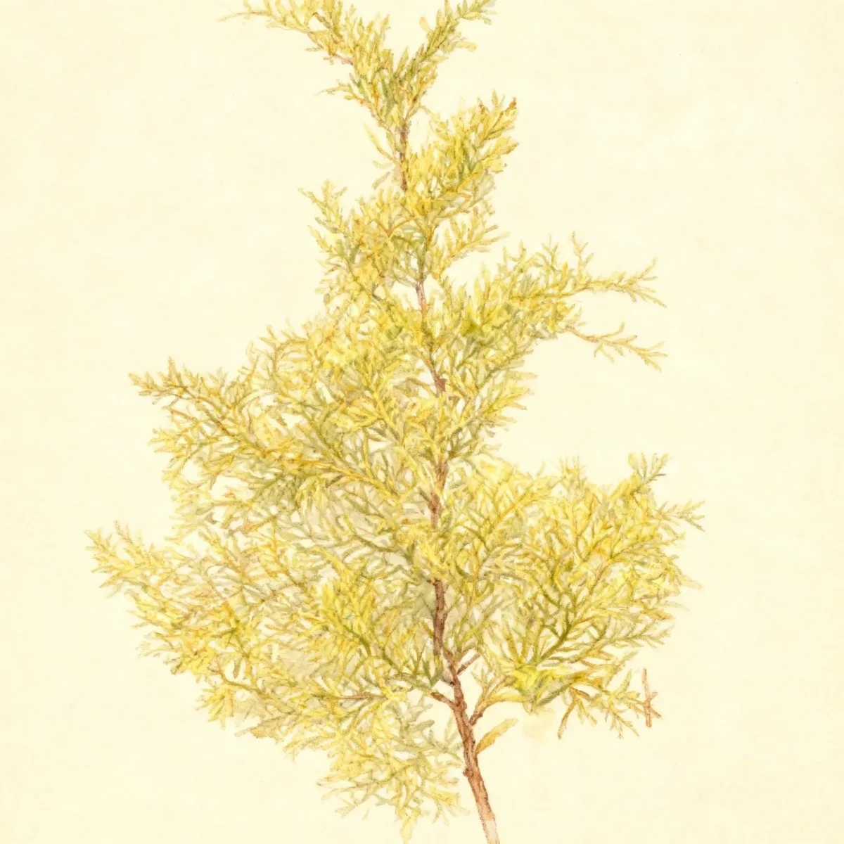 Japanese falsecypress