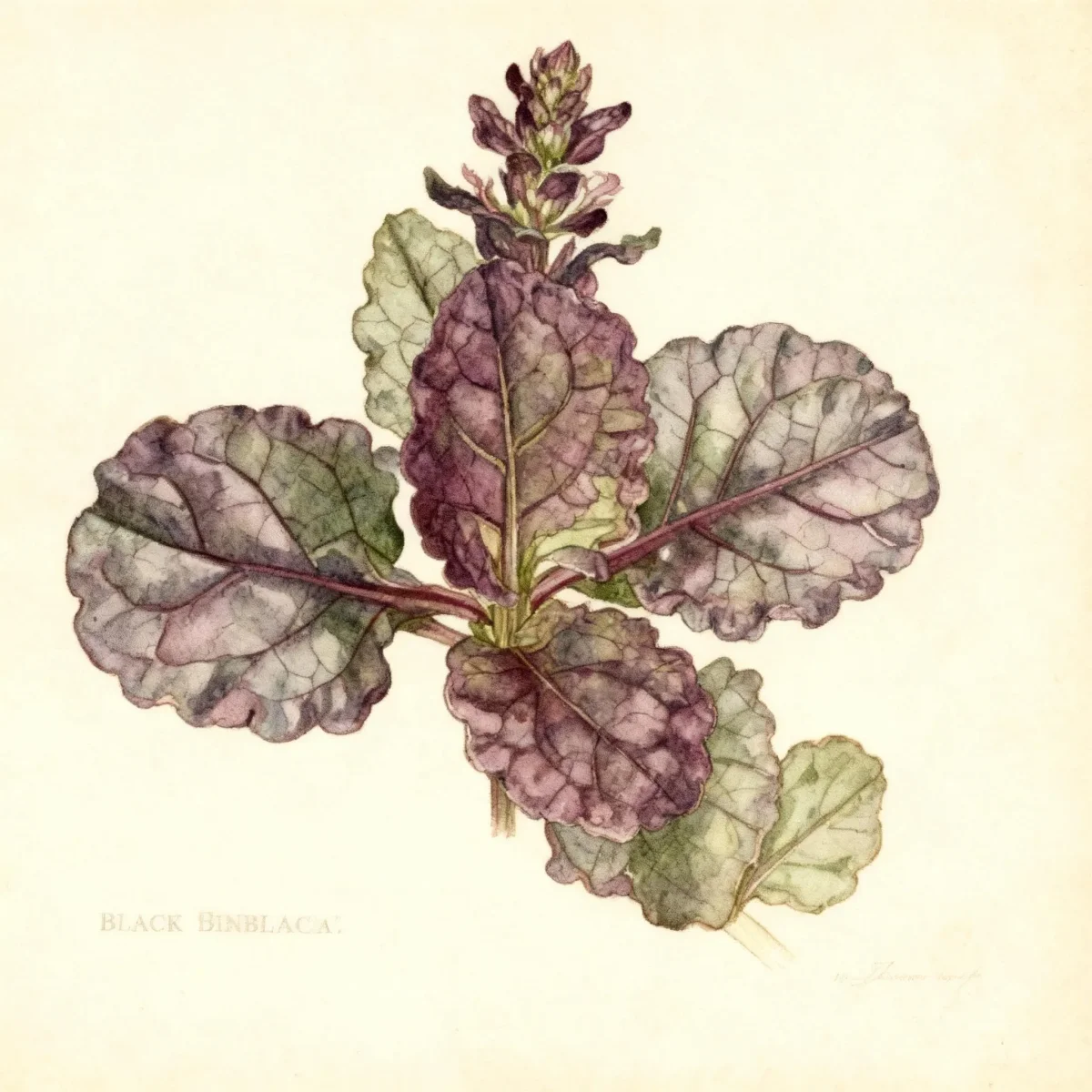 Bugleweed