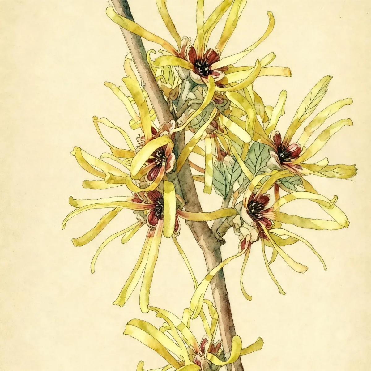 Chinese witch hazel