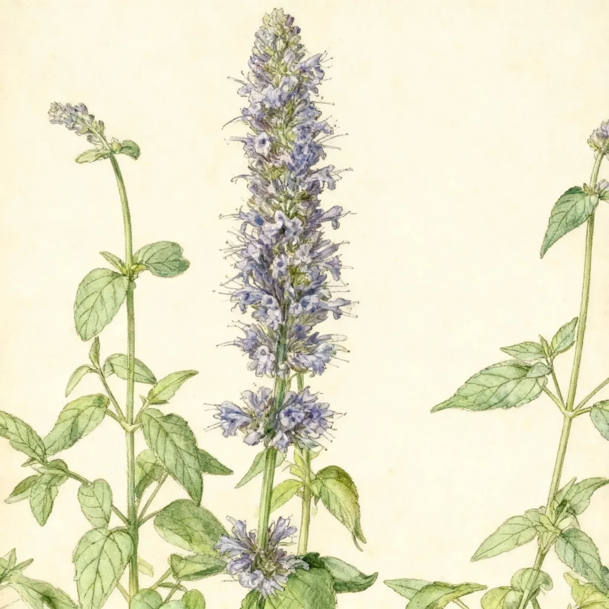 Giant hyssop (Agastache rugosa 'Honey Bee Blue')