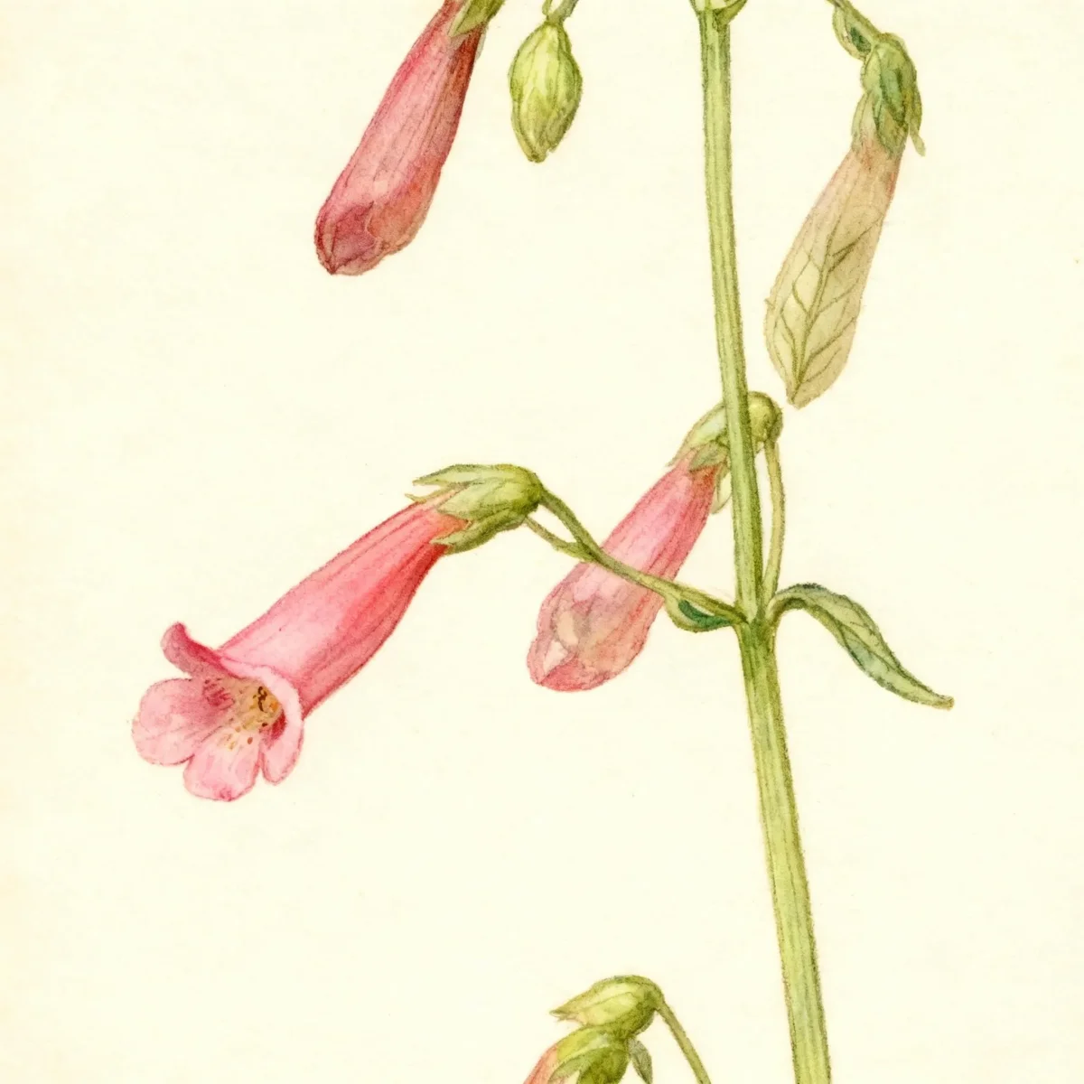Beardtongue