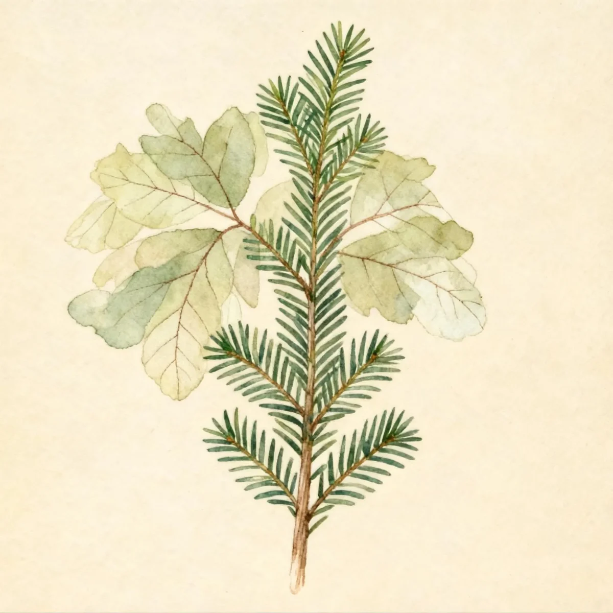 English yew (Taxus baccata 'Standishii')