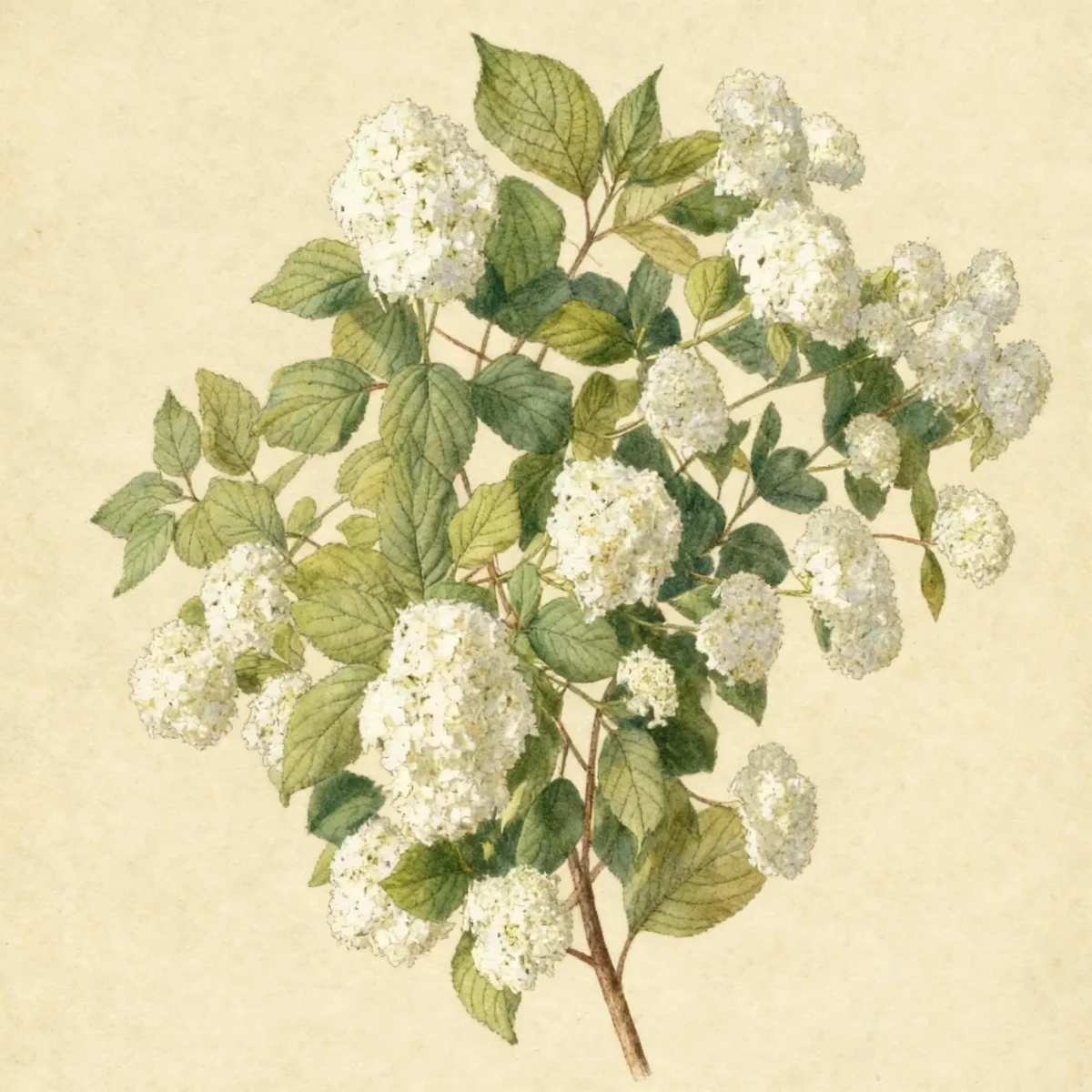 Smooth hydrangea (Hydrangea arborescens 'Ryan Gainey')