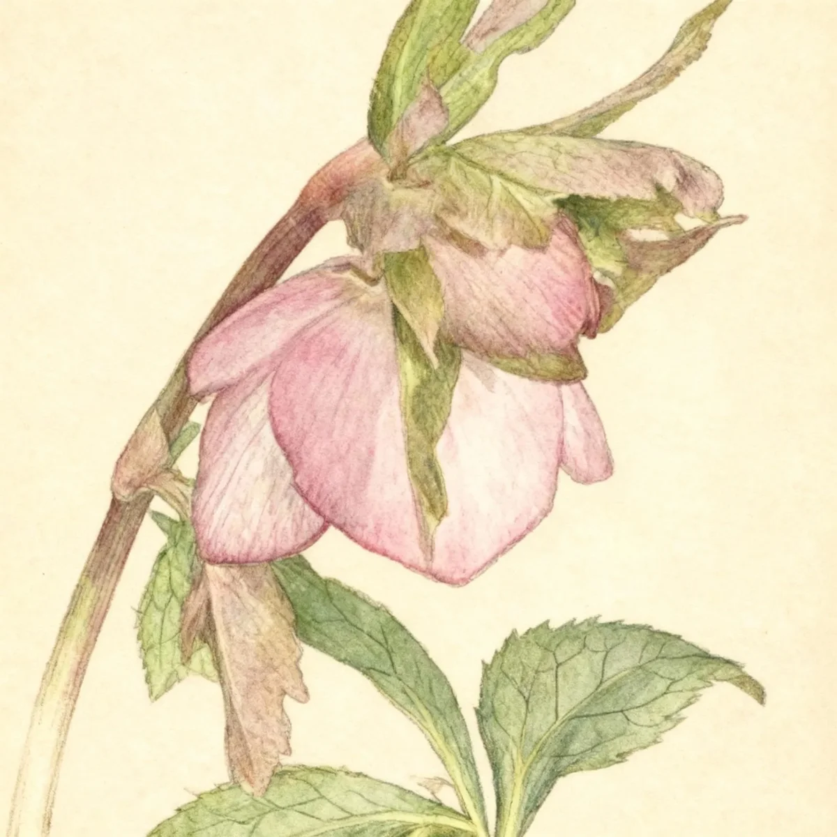 Hellebore
