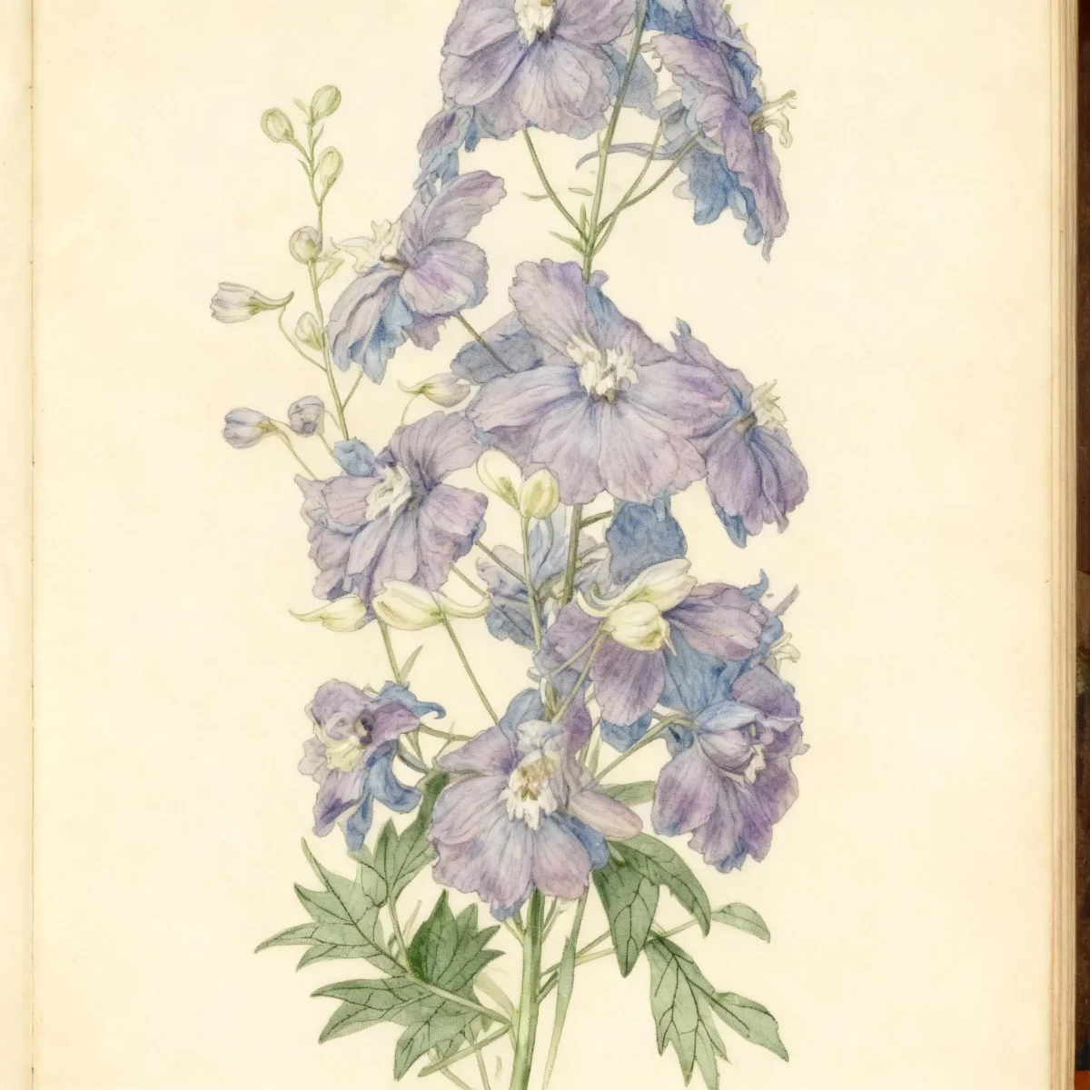 Larkspur (Delphinium 'Misty Mauves')