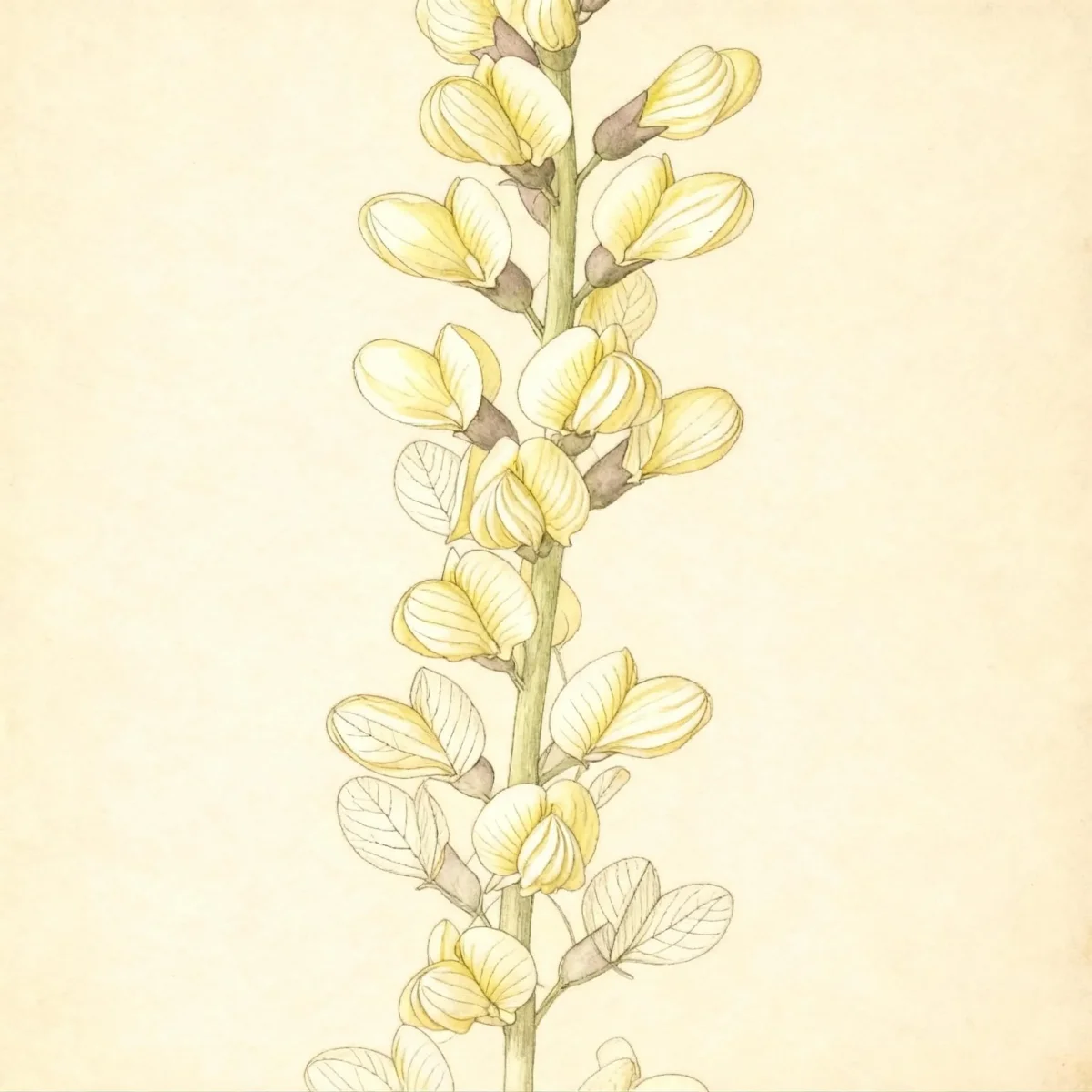 False indigo (Baptisia 'Lemon Meringue')