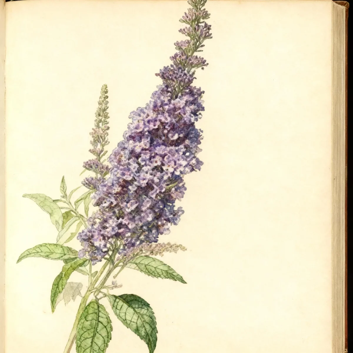 Butterfly bush