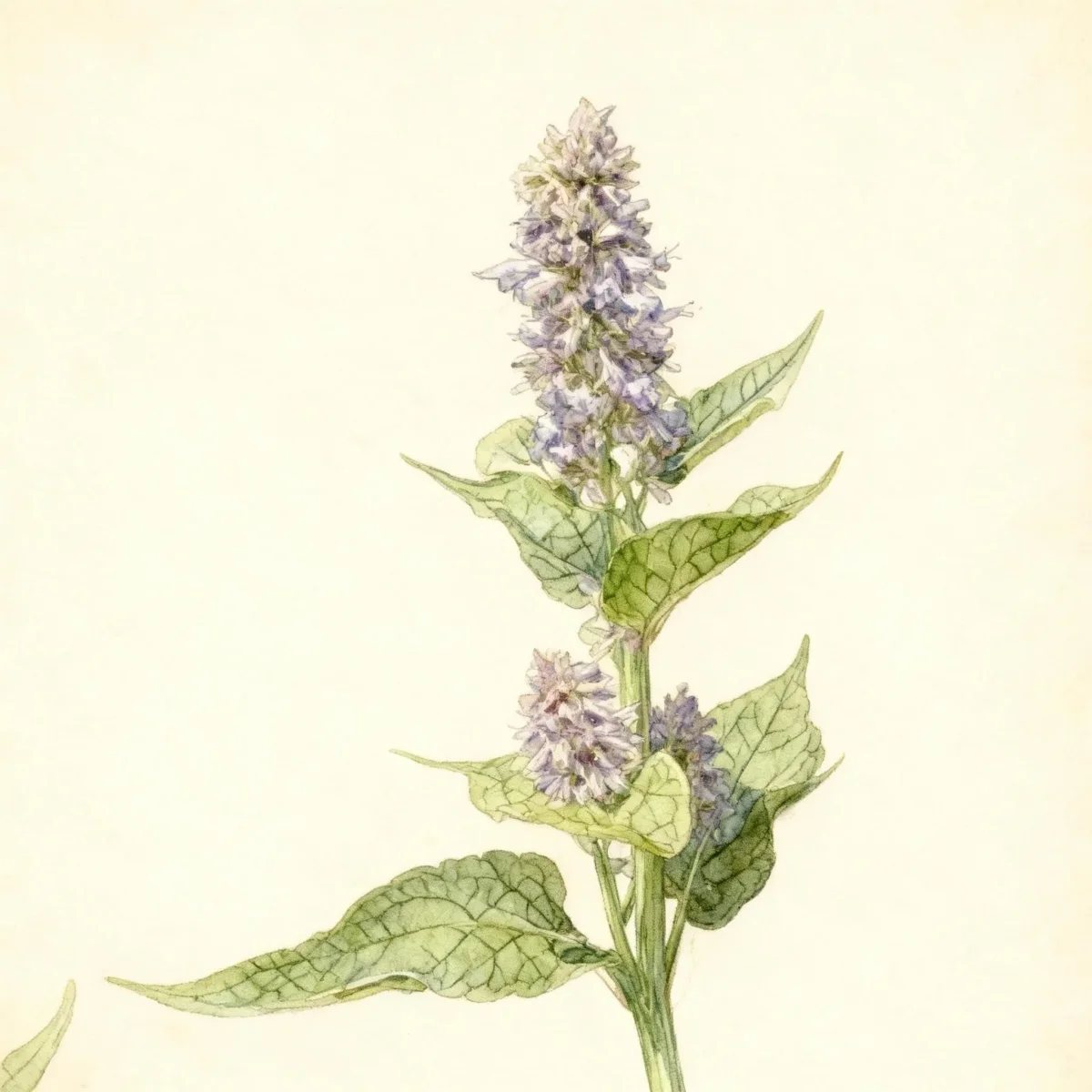 Giant hyssop (Agastache 'Blue Boa')