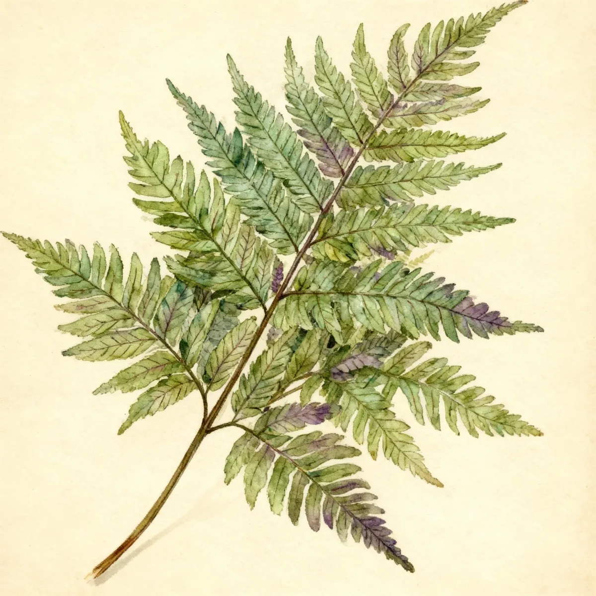 Japanese painted fern