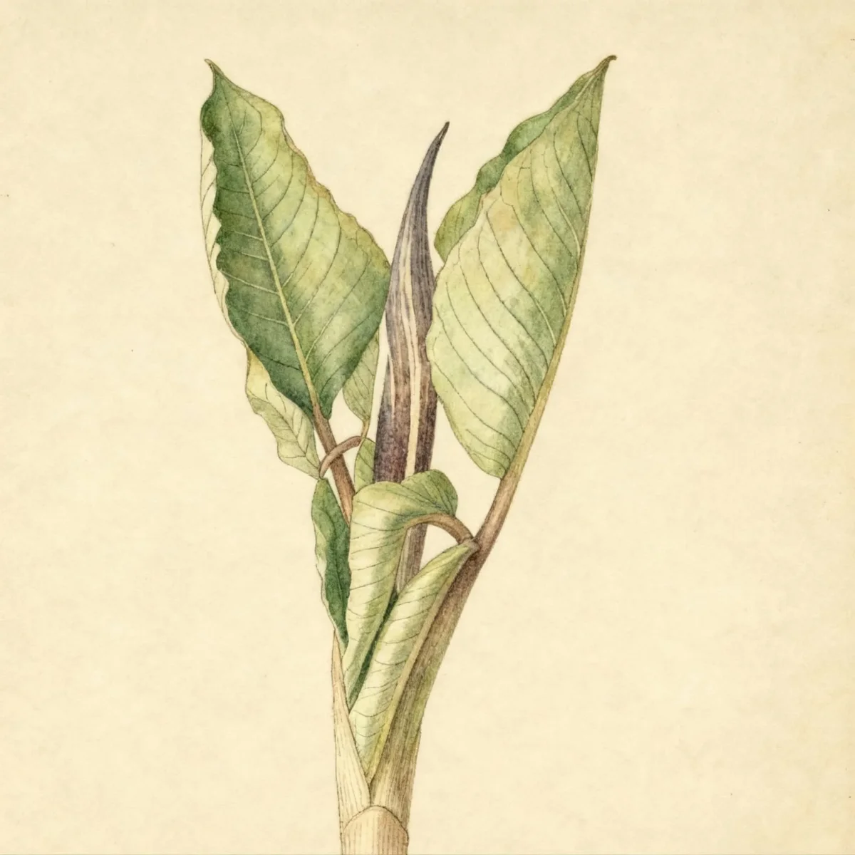 Arisaema