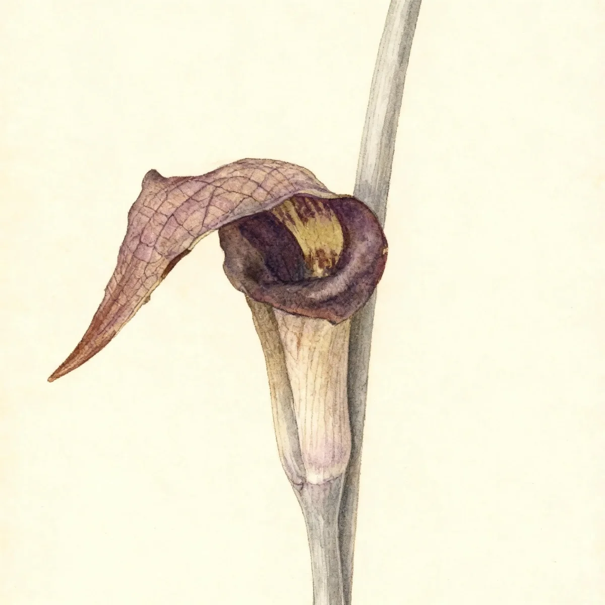 Arisaema