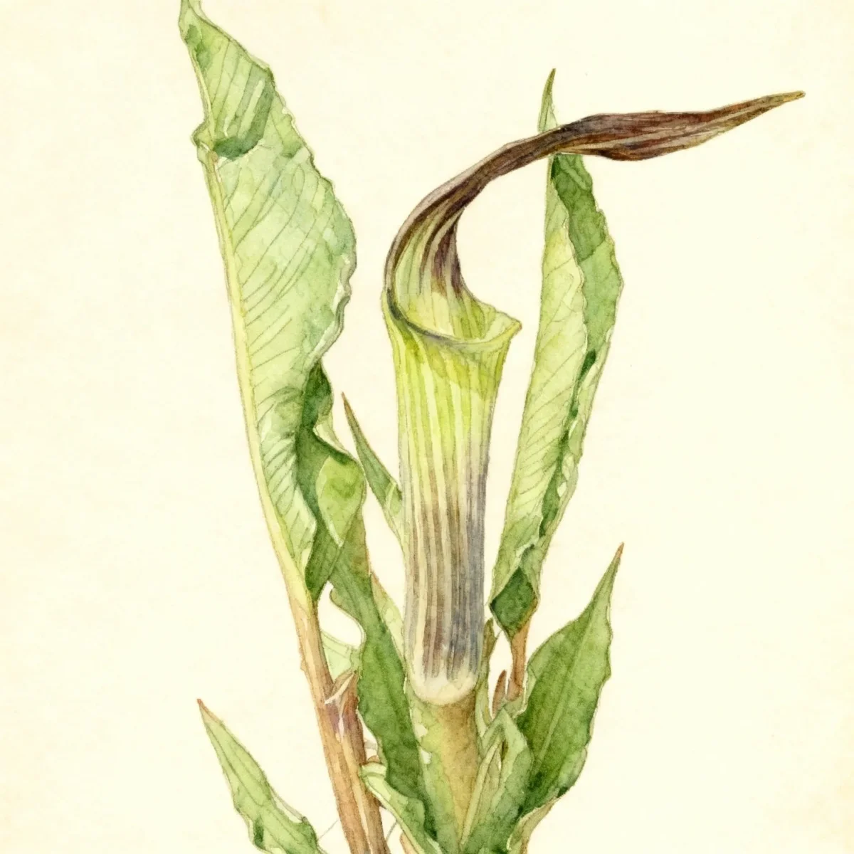 Arisaema