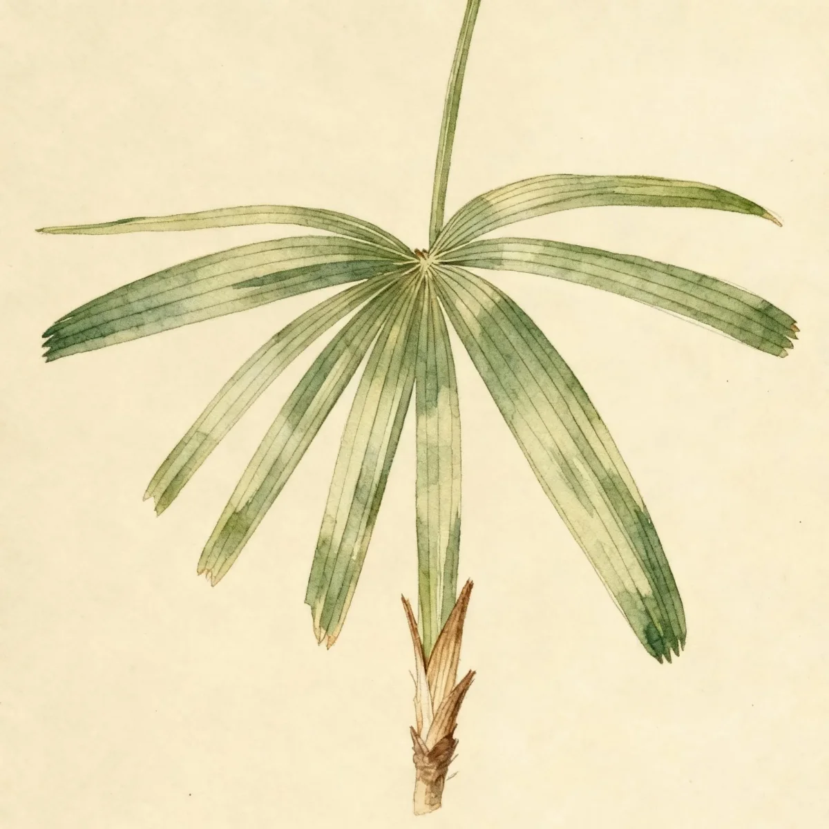 Lady palm (Rhapis excelsa)