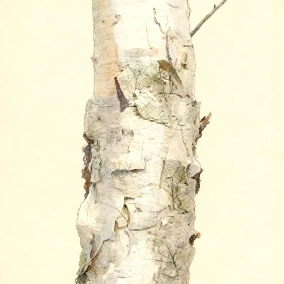 Asian black birch