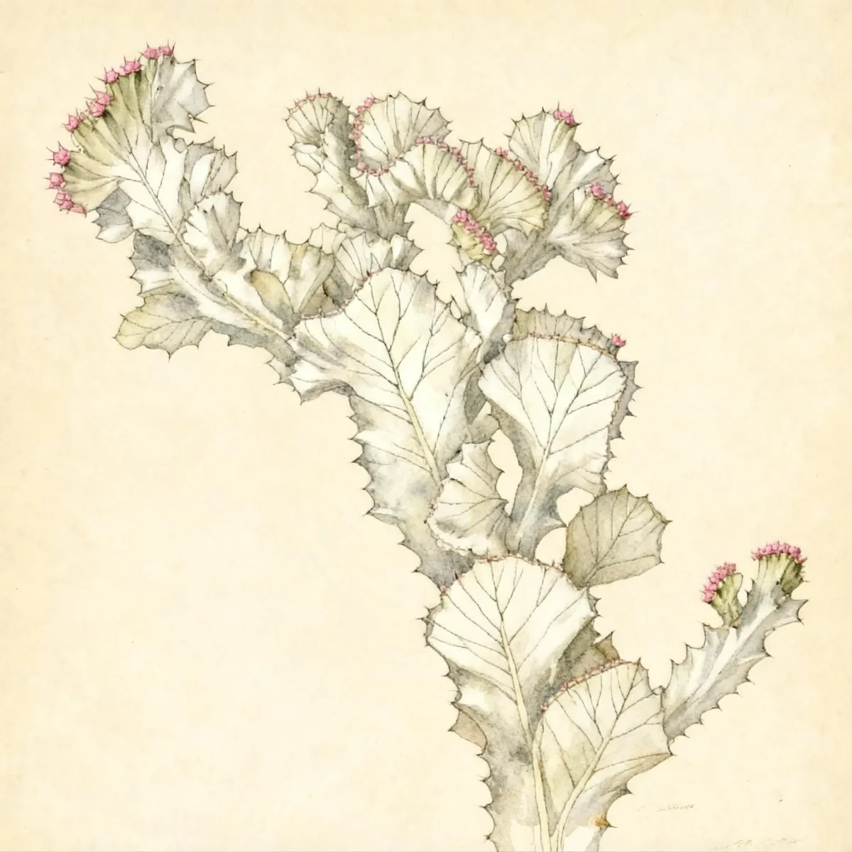 Mottled spurge (Euphorbia lactea)